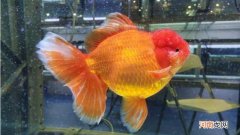 狮子头金鱼的养殖方法和注意事项