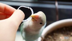 笼养鹦鹉可以改成手养吗