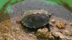 冬天乌龟要不要放在水里面