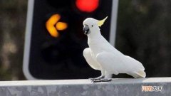 葵花鹦鹉国内可以养吗