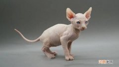 全身没有毛的猫是什么品种