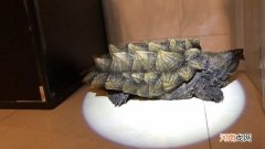 鳄龟冬眠怎么处理