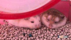 仓鼠为什么会假死