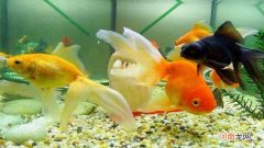 金鱼在鱼缸底部不动是怎么回事