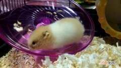 仓鼠臭味怎么处理