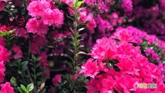 杜鹃下山桩几月份容易栽活