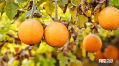 挂老是什么植物