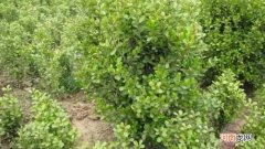 小叶黄杨耐寒几度