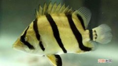 黄黑条纹的鱼是什么鱼?