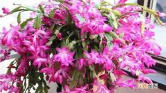 蟹爪兰掉花苞的原因怎么补救