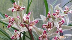 满江红兰花属于什么兰花