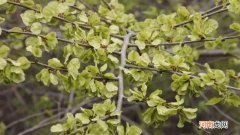 怎么让榆树冬天不落叶