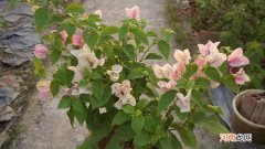 三角梅一直不开花是什么原因