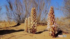 肉苁蓉生长在哪里