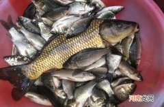 草鱼刺多还是鲤鱼刺多