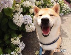 治愈系笑容什么意思