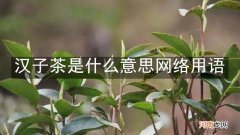 汉子茶是什么意思网络用语