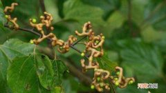 枳椇子与拐枣的区别