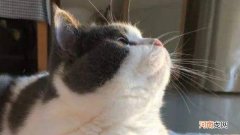 奶fufu的意思是可爱的意思吗