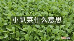小趴菜什么意思