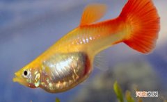 孔雀鱼小鱼多久能和大鱼一起