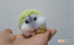 仓鼠冬眠是什么状态