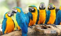 玄凤鹦鹉不吃东西怎么办