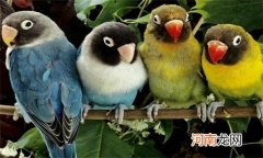 鹦鹉咬毛是什么原因