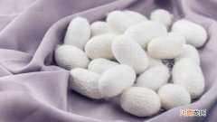 柞蚕丝和桑蚕丝的区别