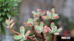 多肉服盆期多久浇一次水