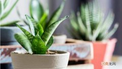 虎皮兰能晒太阳吗