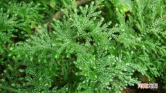 卷柏是什么植物