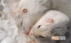 晚上开灯仓鼠会以为是白天吗