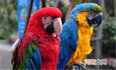 为什么刚到家的鹦鹉不能喂水