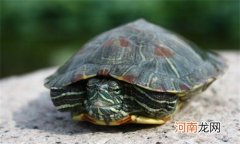 乌龟可以放鱼缸里面养吗