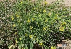 黄盖油是什么植物