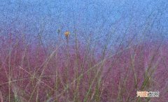 黛子草的全名是什么