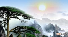 迎客松是裸子植物吗