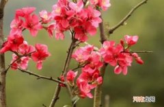 晚夜玉衡是海棠的一种吗