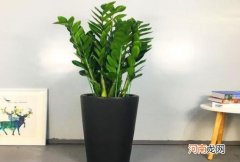 金钱树喜欢阳光吗