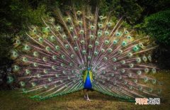 孔雀的尾巴长还是短