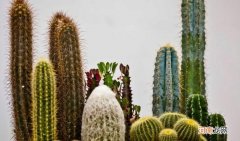 有哪些植物是变态茎