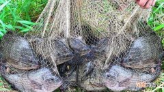 天冷下丝网能抓到鱼吗