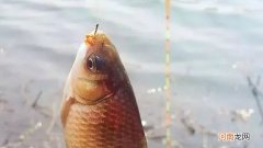 钓鲫鱼是离底还是躺底