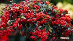 相思豆是什么植物