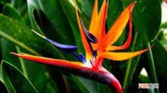 怎样判断天堂鸟缺水还是水多