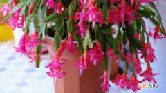 蟹爪兰刚栽上要不要马上浇水