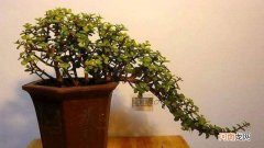 金枝玉叶盆栽怎么养