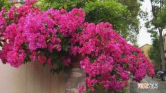 三角梅适合的温度是多少