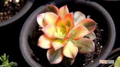 艳日辉耐寒多少度